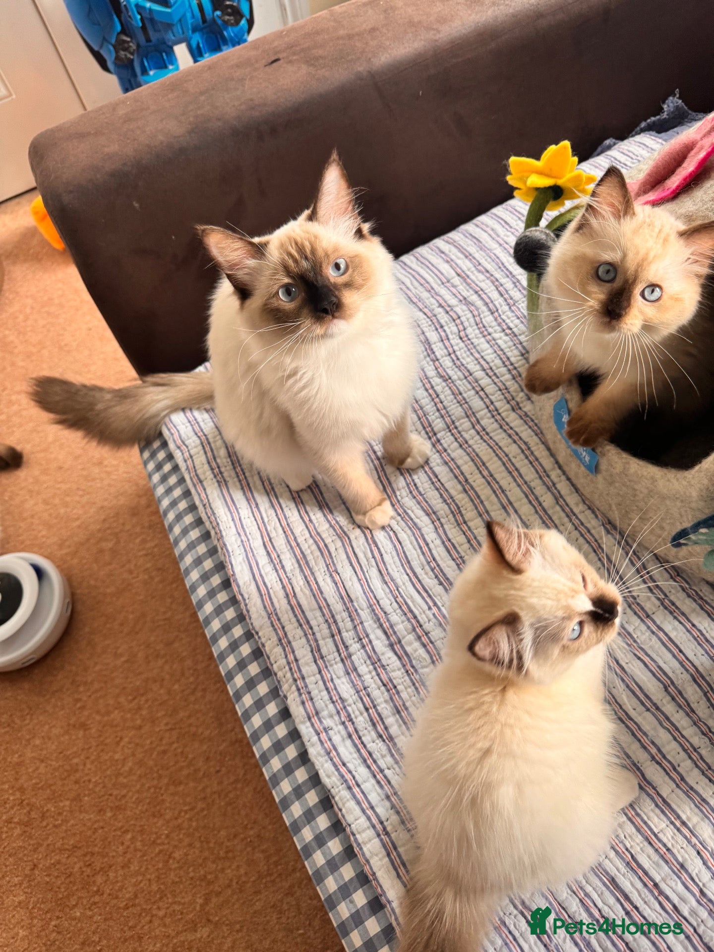 Ragdoll cats One last girl remaining !!! - Advert 2