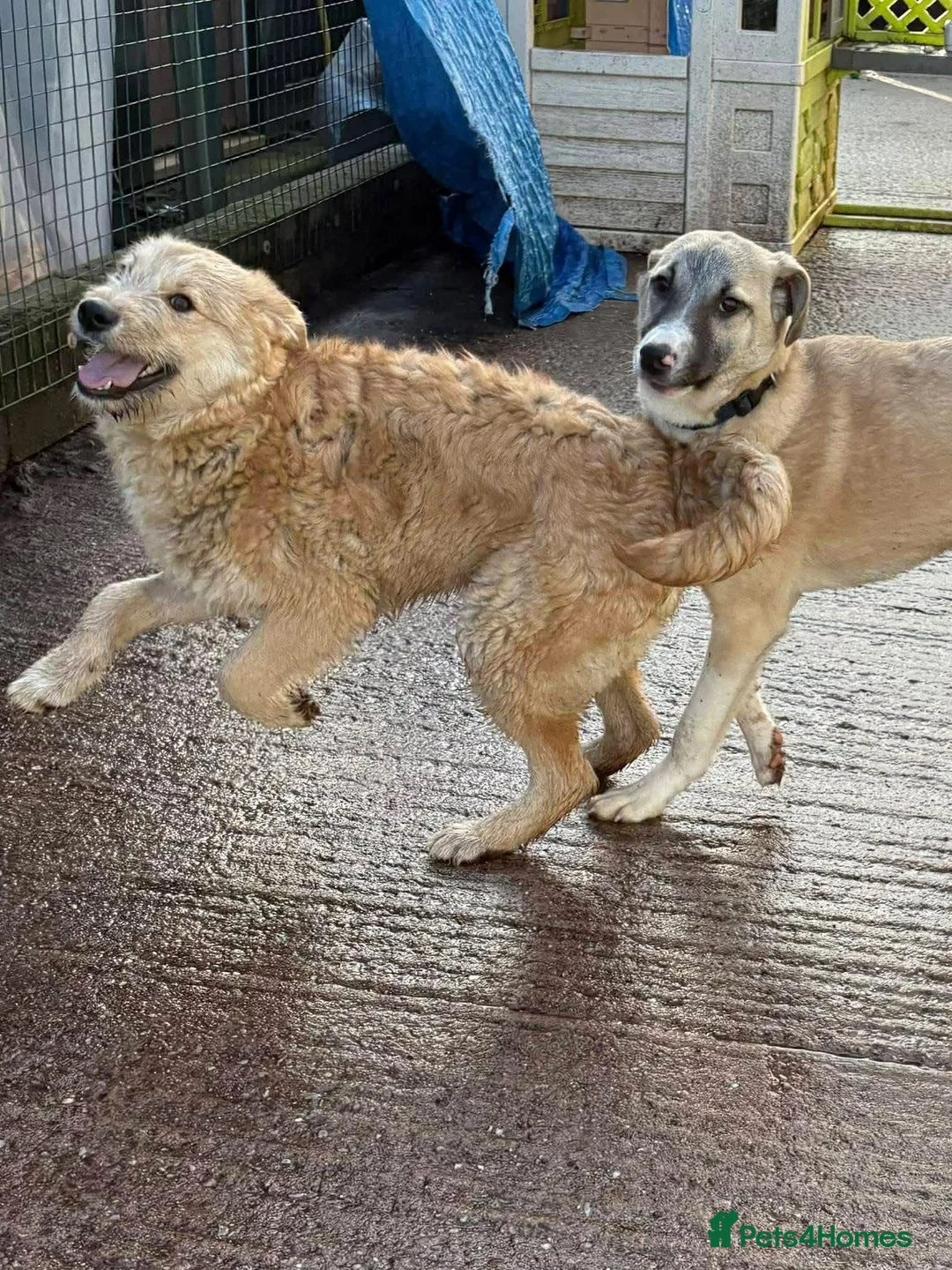 Mixed Breed dogs for adoption: Meet Oscar, currently residing in Essex in Frinton-on-Sea - Advert 2
