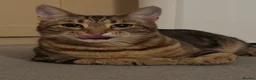 Bengal cats for stud: Stunning Female needs home  in Southampton - Advert 6
