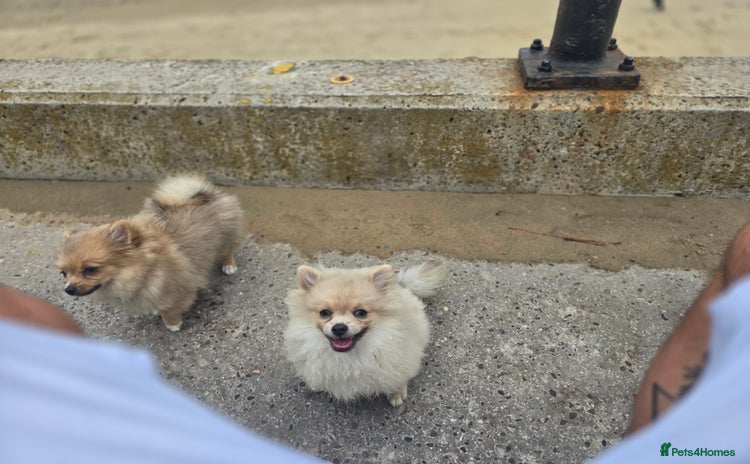 Pomchi dogs - Advert 2