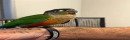 Conures birds for sale: Hand reared conure parrots  - Advert 4