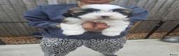 Lhasa Apso dogs for sale: Lhasa Apso Puppies  - Advert 4