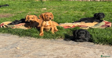 Cocker Spaniel dogs - Advert 7