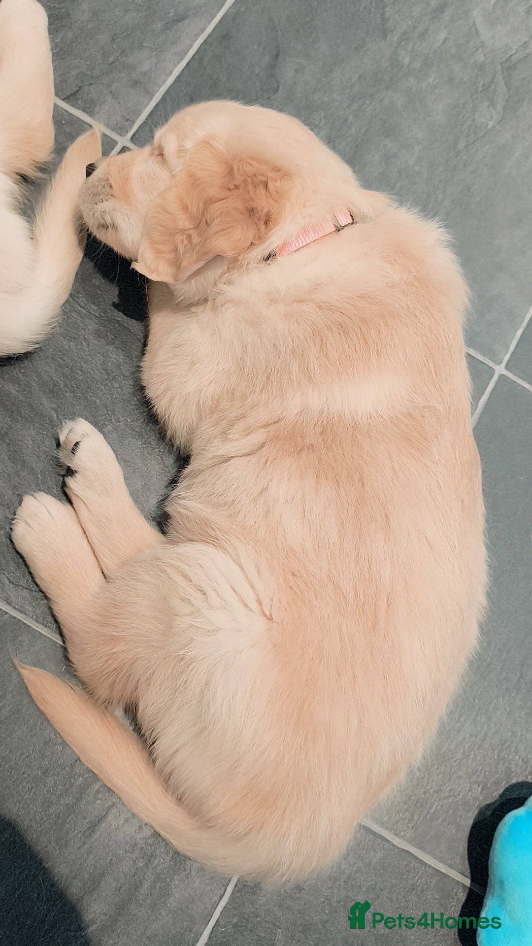 Golden Retriever dogs for sale: Gorgeous golden retriever puppies 🐕 - Advert 7