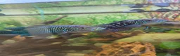 Plecos fish for sale: Tropical fish for sale in Macclesfield - Advert 8