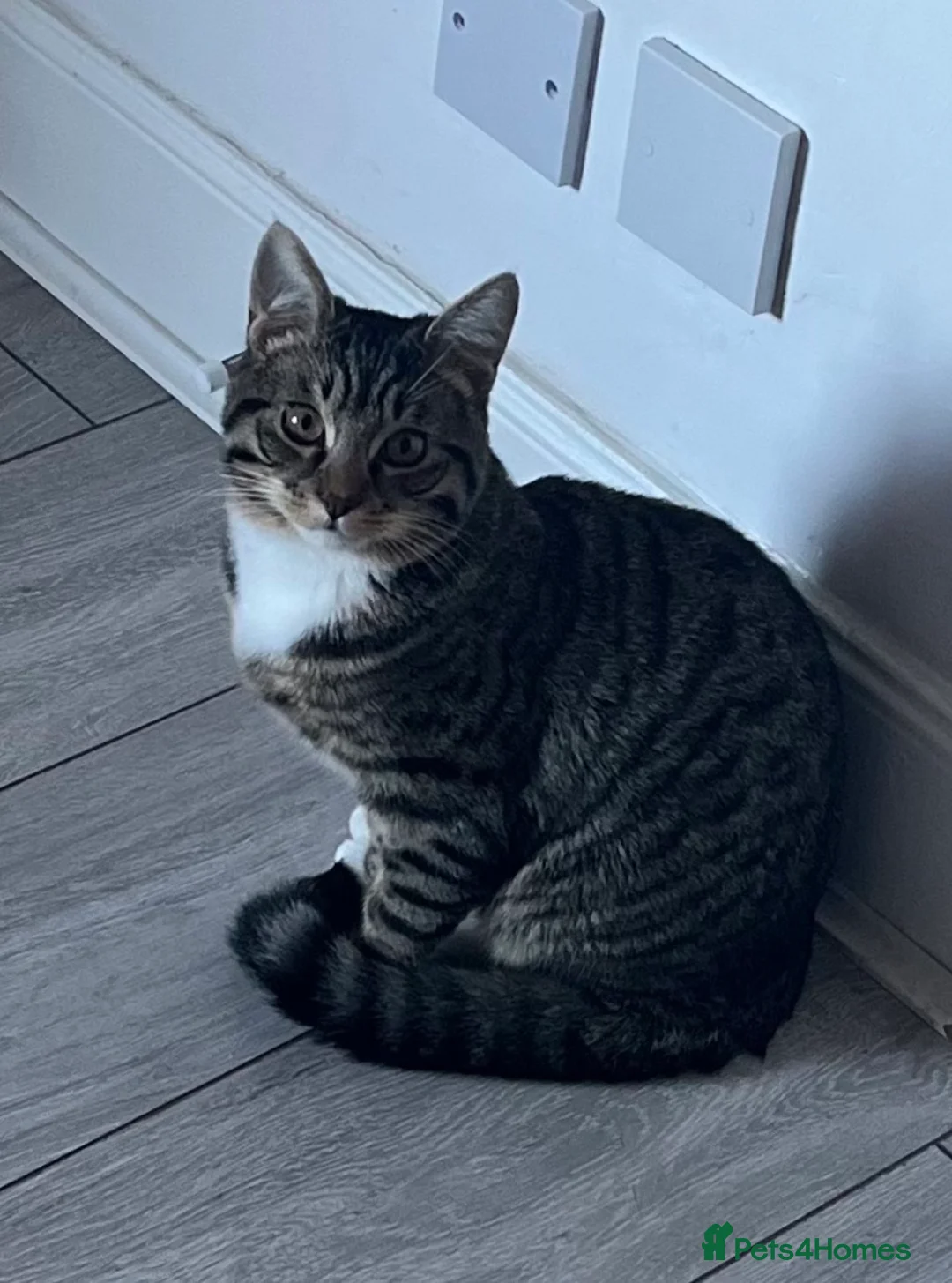 Mixed Breed cats for sale: Kitten for sale! in Perth - Advert 2