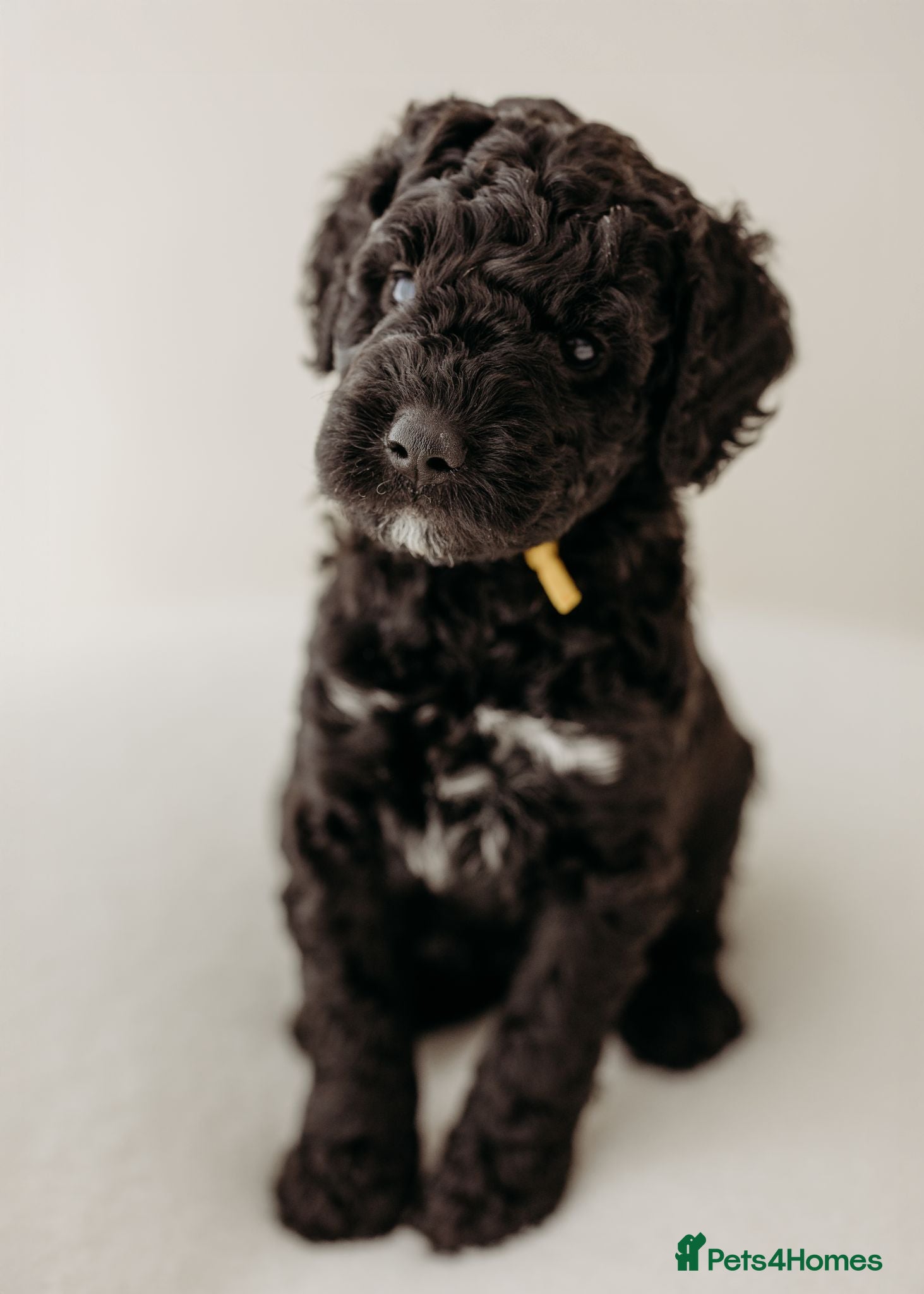 Australian Labradoodle dogs Australian labradoodle puppies Medium - Advert 6