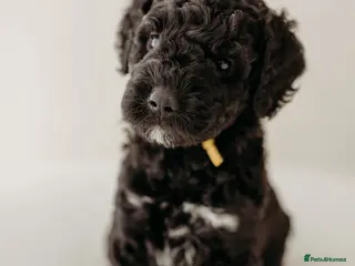 Australian Labradoodle dogs Australian labradoodle puppies Medium - Advert 11