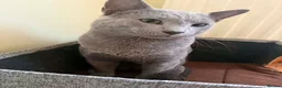 Russian Blue cats for sale: Beautiful Russian Blue Boy – Potential Stud Boy - Advert 9