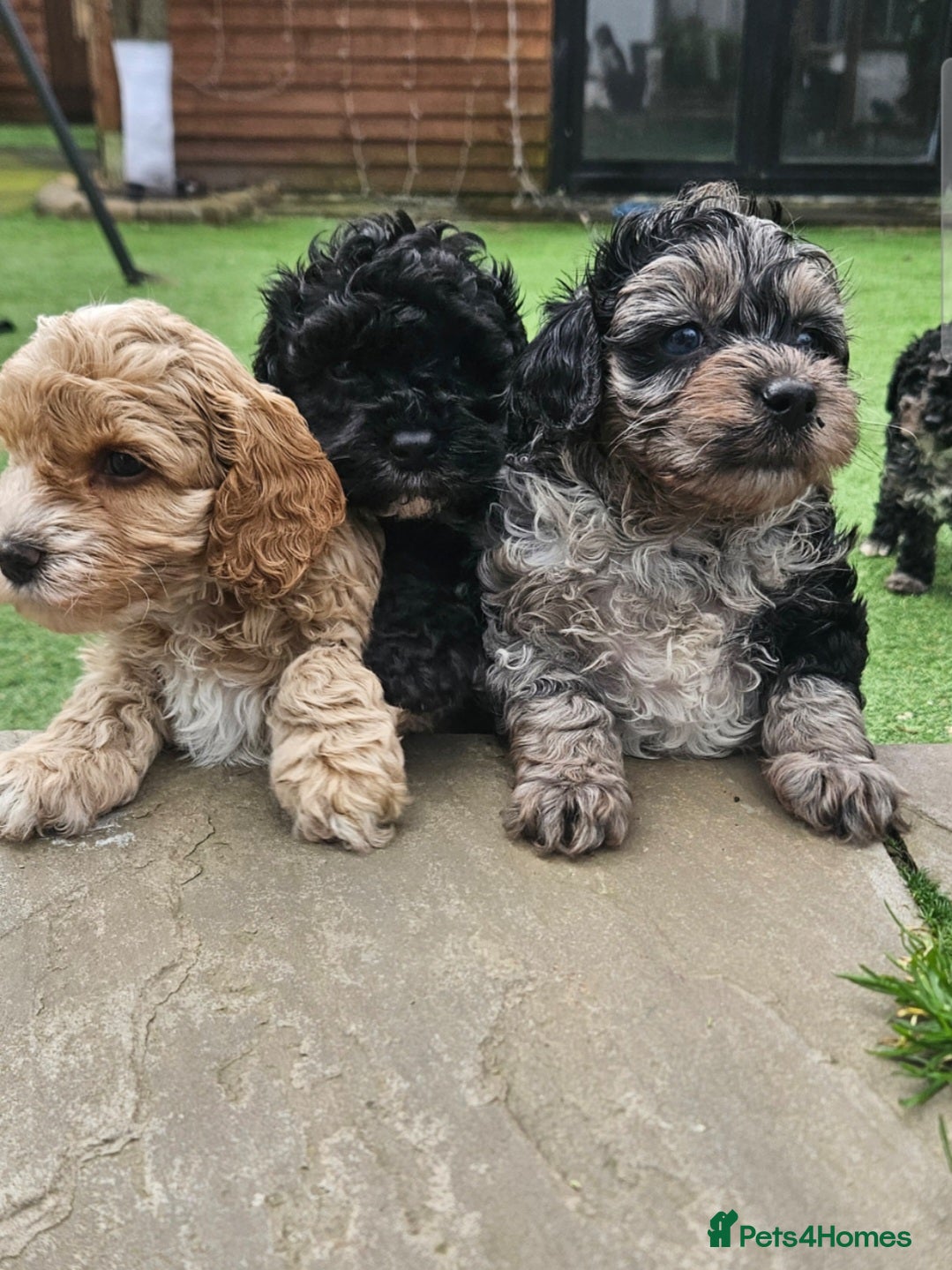 Cockapoo dogs F1b toy American  cockerpoos puppies  - Advert 16