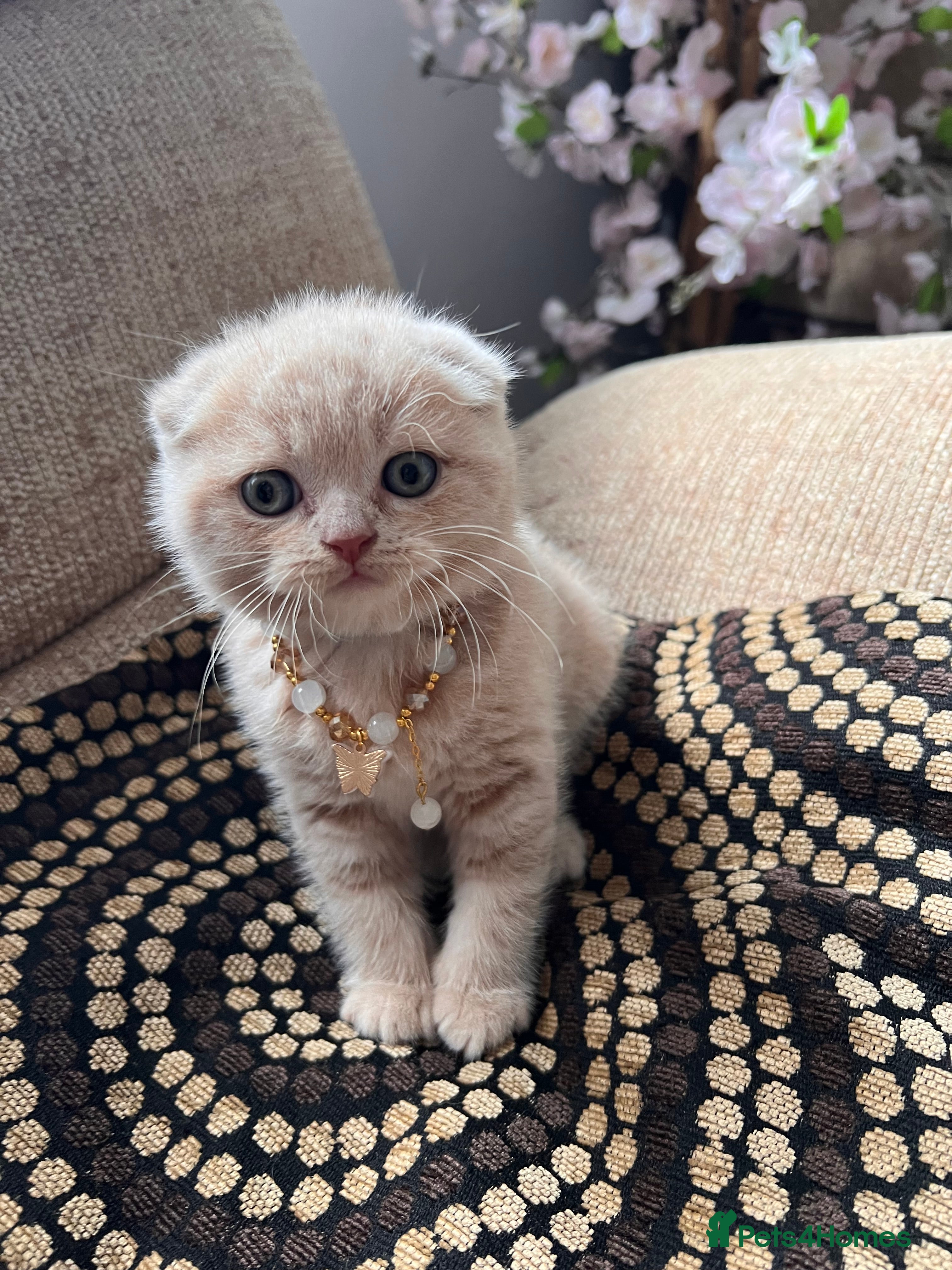 Scottish Fold cats for sale: 😻SCOTTISH FOLD 😻 CREAM & RED COLOUR 😻 - Advert 22