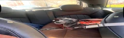 Italian Greyhound dogs for sale: Loving Home Needed for The Best Italian Greyhound  - Advert 3