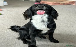 Cockapoo dogs for sale: Cockapoo puppy - Image 1