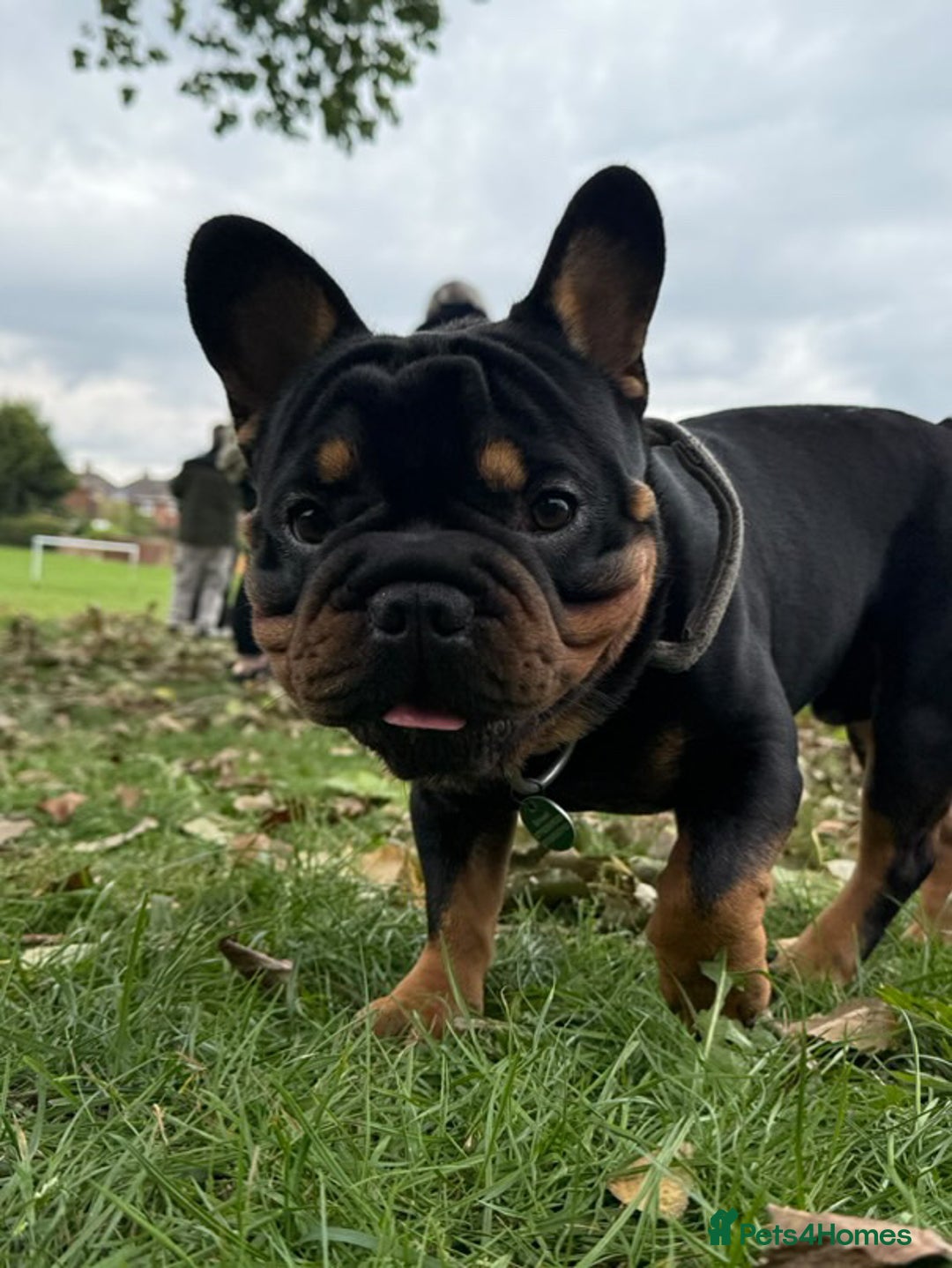 French Bulldog dogs for stud: Big rope pink carrier French bulldog  - Image 6