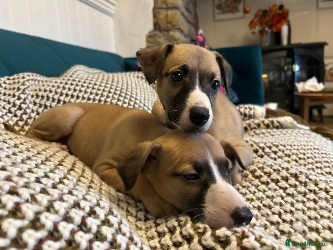 Whippet dogs for sale: Two male and one female Beautiful pure bred pups  - Advert 7