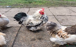 Hens poultry for sale: Chickens for sale - Image 3