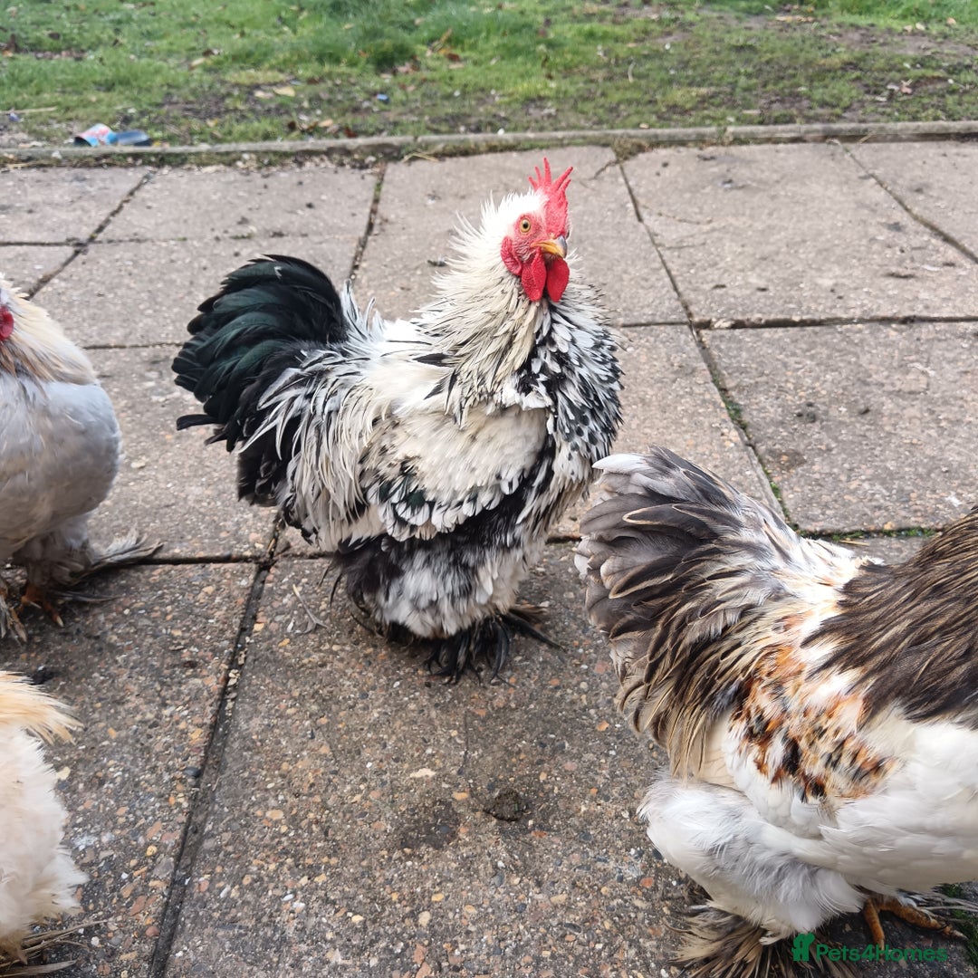 Hens poultry for sale: Chickens for sale - Image 3