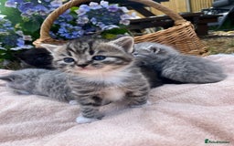 Scottish Fold cats for sale: Cute&Cuddy Scottish fold kittens - Image 3