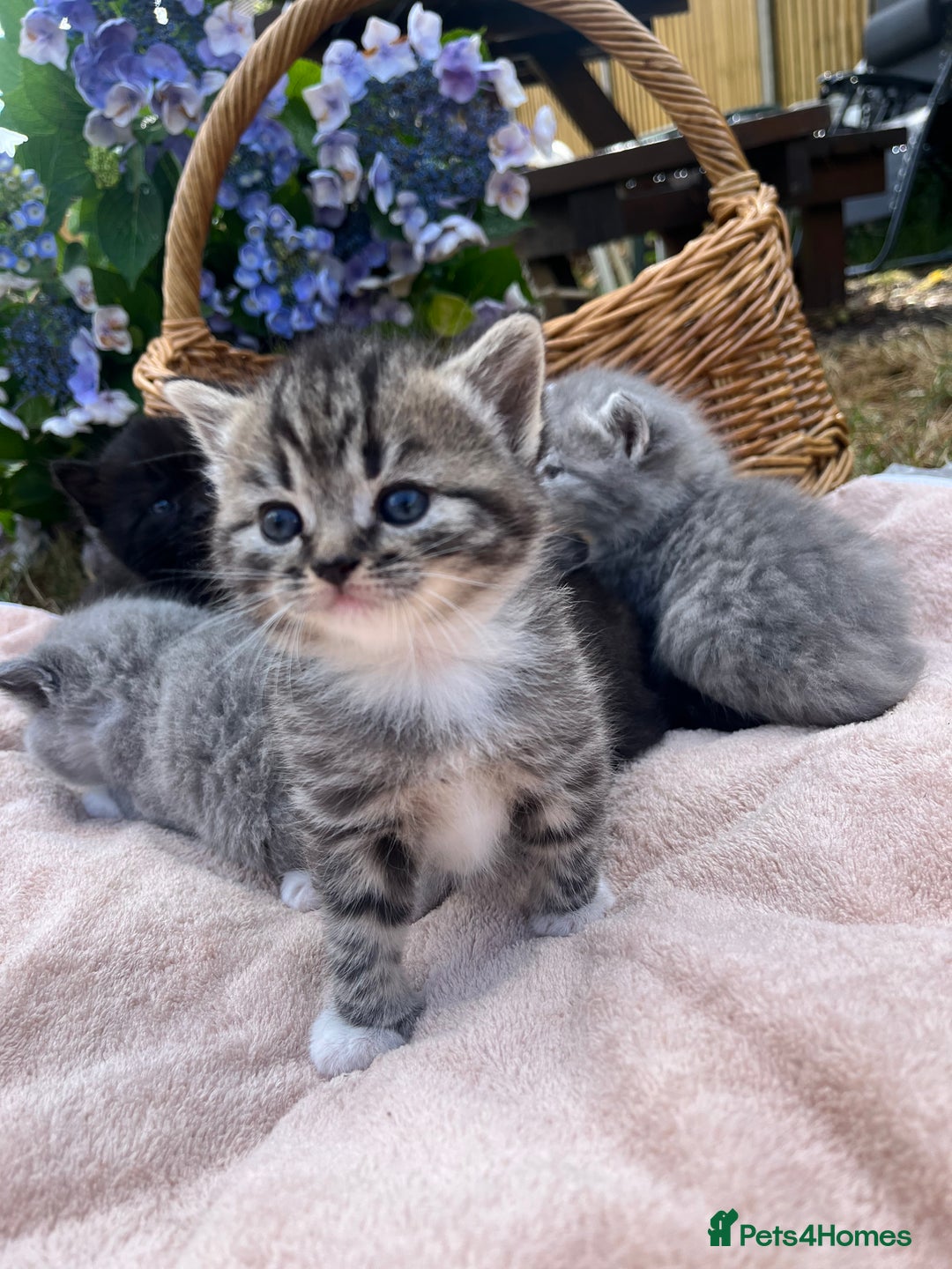 Scottish Fold cats for sale: Cute&Cuddy Scottish fold kittens - Image 3