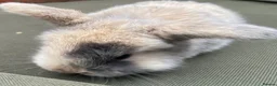 Mini Lop rabbits for sale: STUNNING PURE BRED MINI LOPS MUST SEE - Advert 11
