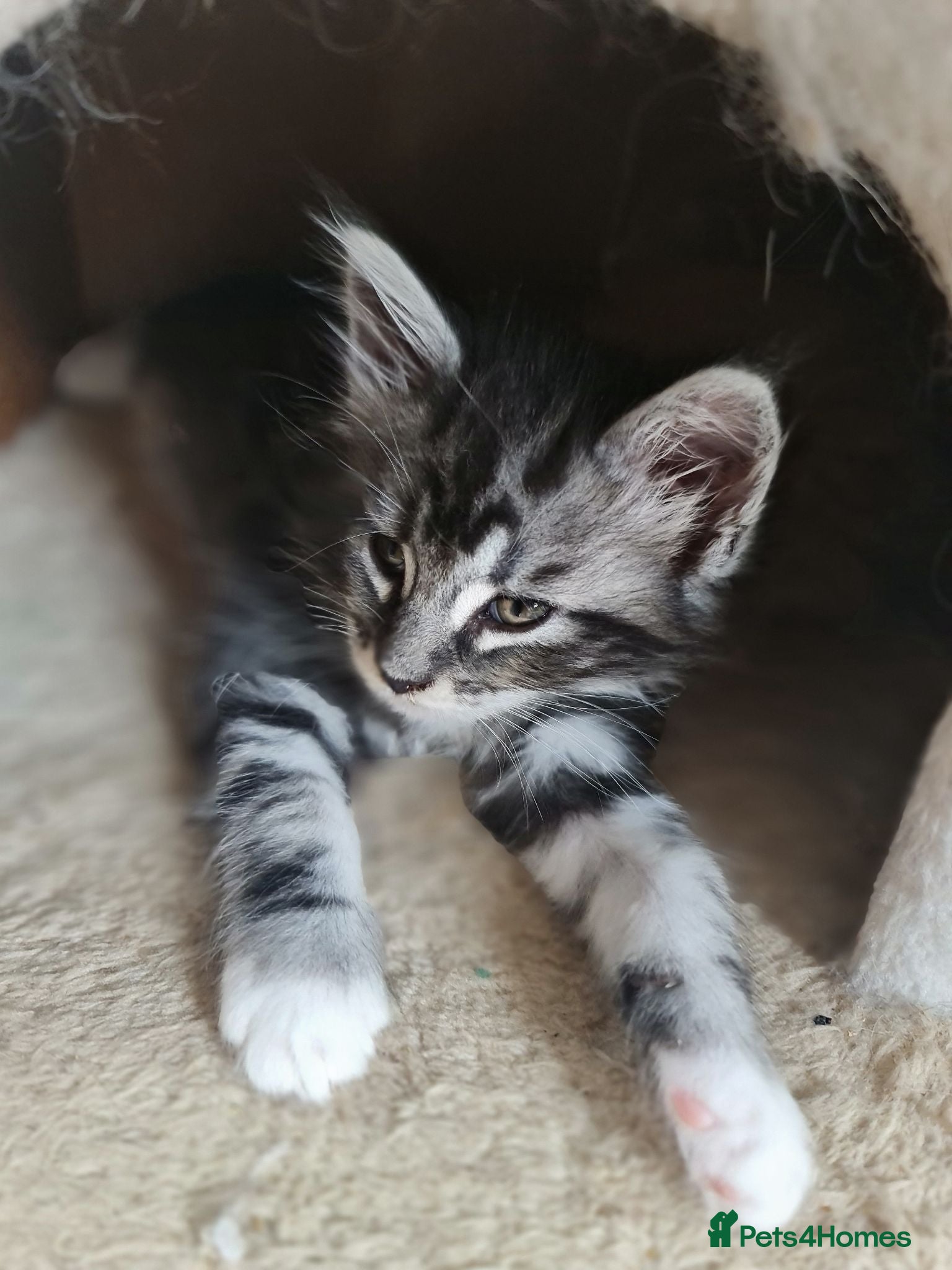 Maine Coon cats TICA registered Pedigree Maine Coon kittens - Advert 8