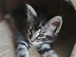 Maine Coon cats TICA registered Pedigree Maine Coon kittens - Advert 8
