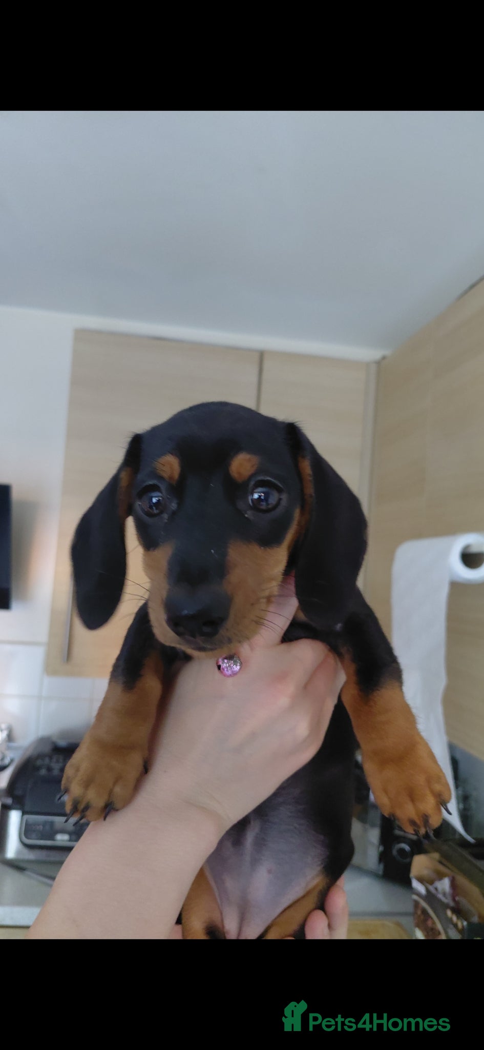 Miniature Dachshund dogs Miniature Daschund puppies  - Advert 2