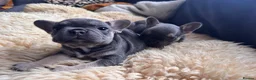 French Bulldog dogs for sale: 1 Female pedigree French bulldog puppy  - Advert 13