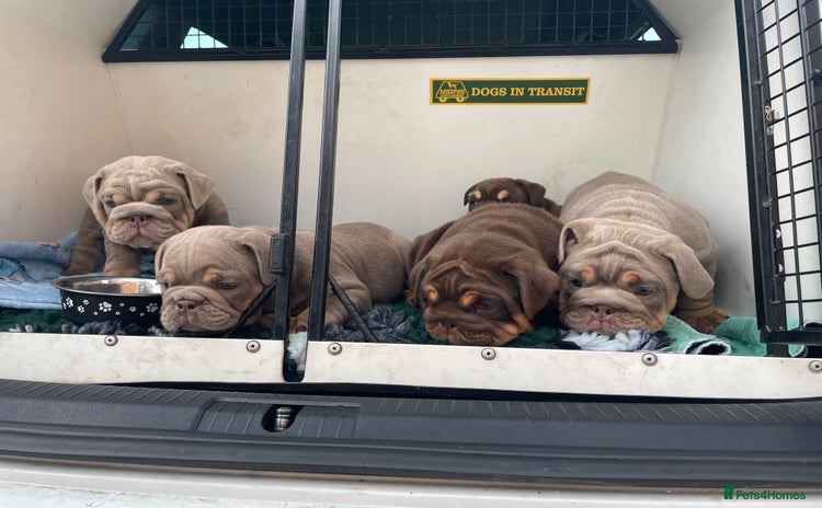 English Bulldog dogs - Advert 3