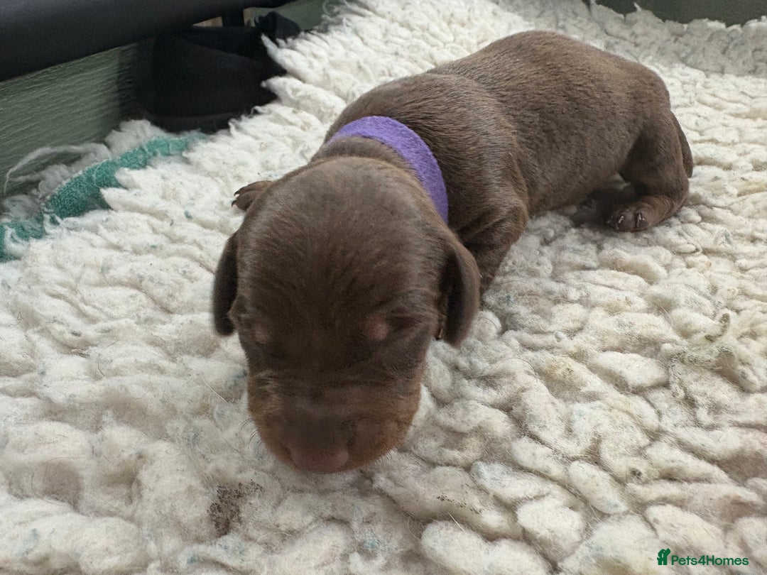 Miniature Dachshund dogs for sale: Miniature dachshund puppies  - Image 11