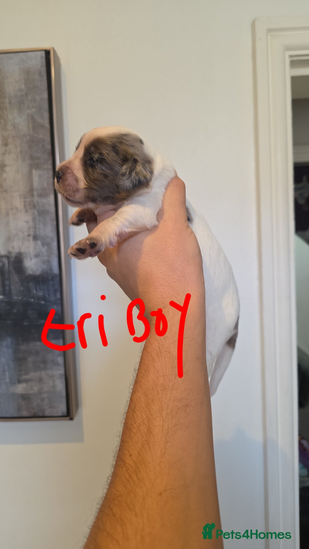 Cocker Spaniel dogs for sale: Kc registered mixed litter - Image 19