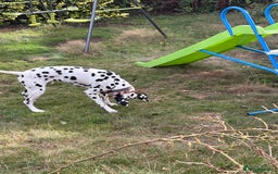 Dalmatian dogs for sale: Heartbreaking Sale – 2-Year-Old Male Dalmatian - Image 5