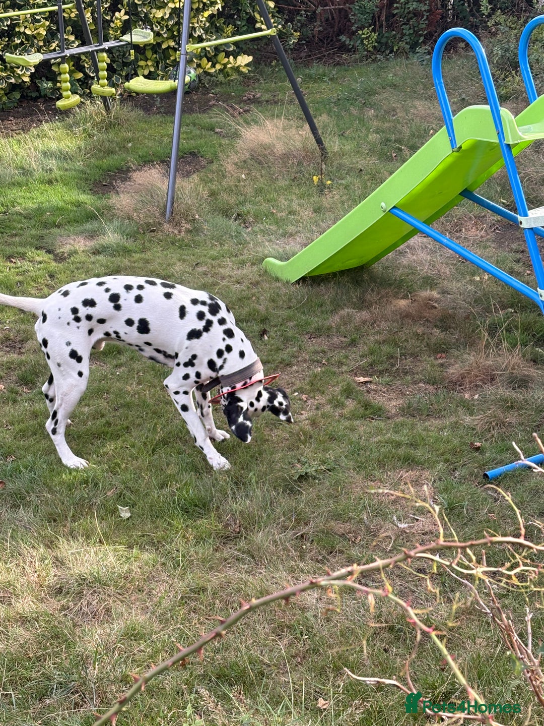 Dalmatian dogs for sale: Heartbreaking Sale – 2-Year-Old Male Dalmatian - Image 5