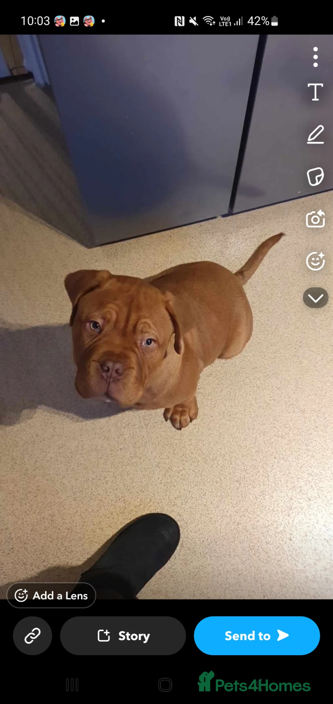 Dogue De Bordeaux dogs for stud: Stud lovey boy in Wellington - Advert 3