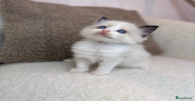 Ragdoll cats - Advert 10