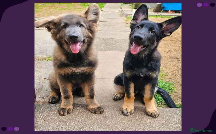 German Shepherd dogs - Advert 11