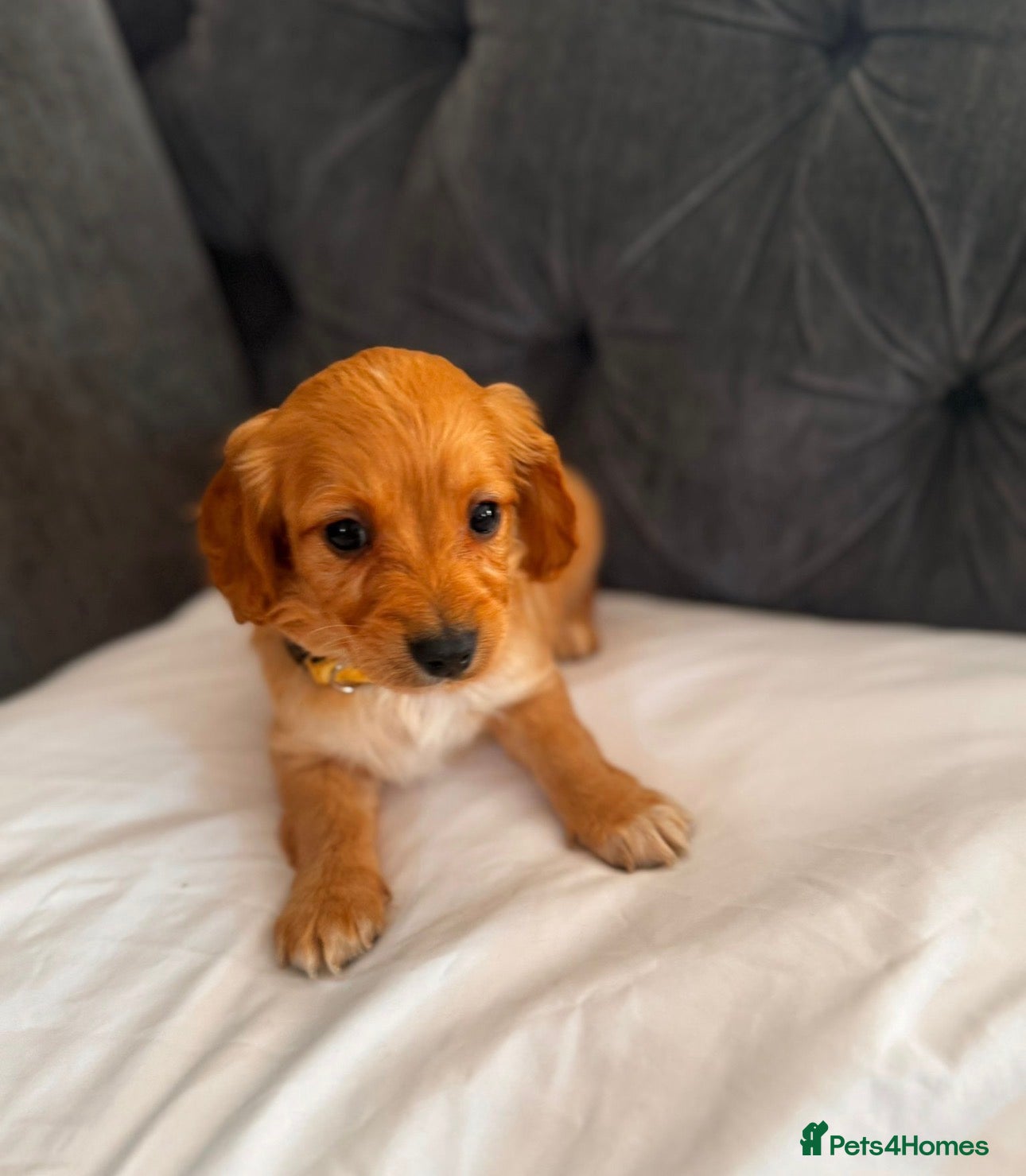 Cockapoo dogs ❌ READY NOW ❌ cockapoo puppies  - Advert 2