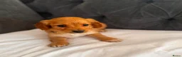 Cockapoo dogs for sale: ❌ READY NOW ❌ cockapoo puppies  - Advert 8