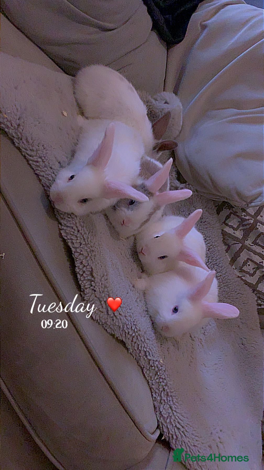 Mixed Breed rabbits Baby bunnies  - Advert 5