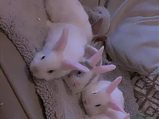 Mixed Breed rabbits Baby bunnies - Advert 5