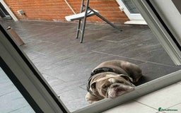 Olde English Bulldogge dogs for sale: Old English bulldoggee - Image 4