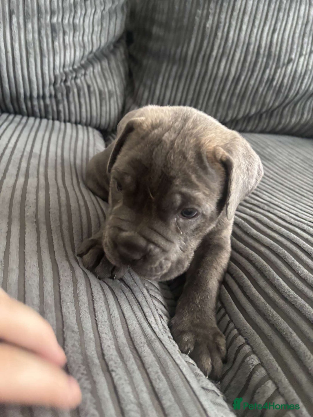Cane Corso dogs for sale: 5 beautiful cane corso puppies nearly ready to go  - Image 8
