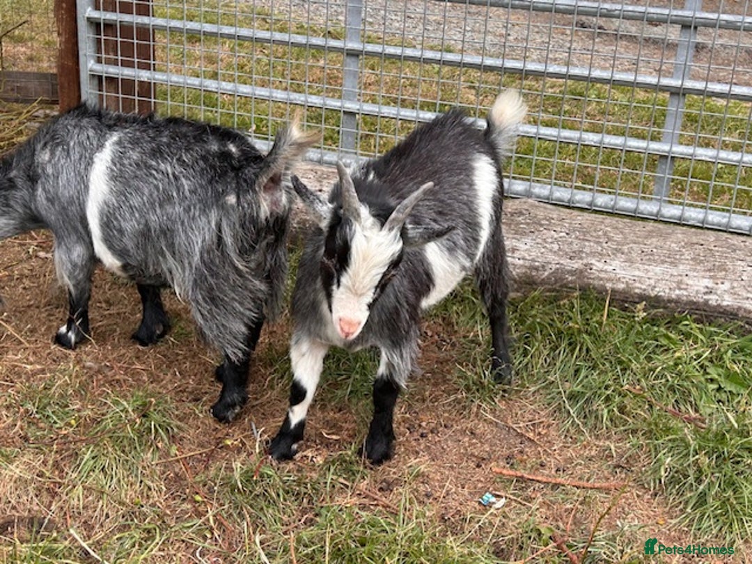 Goats livestock for sale: One Pygmy Male for Sale - Image 4