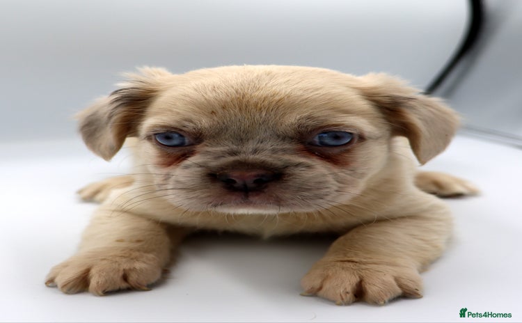 French Bulldog dogs - Advert 5