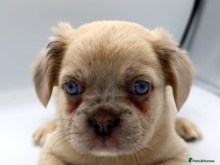 French Bulldog dogs - Advert 7