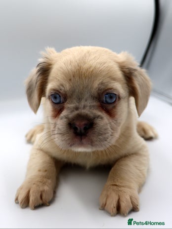 French Bulldog dogs - Advert 11