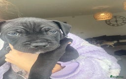Staffordshire Bull Terrier dogs for sale: 🐾 Beautiful Staffordshire Puppies for Sale 🐾 - Image 9