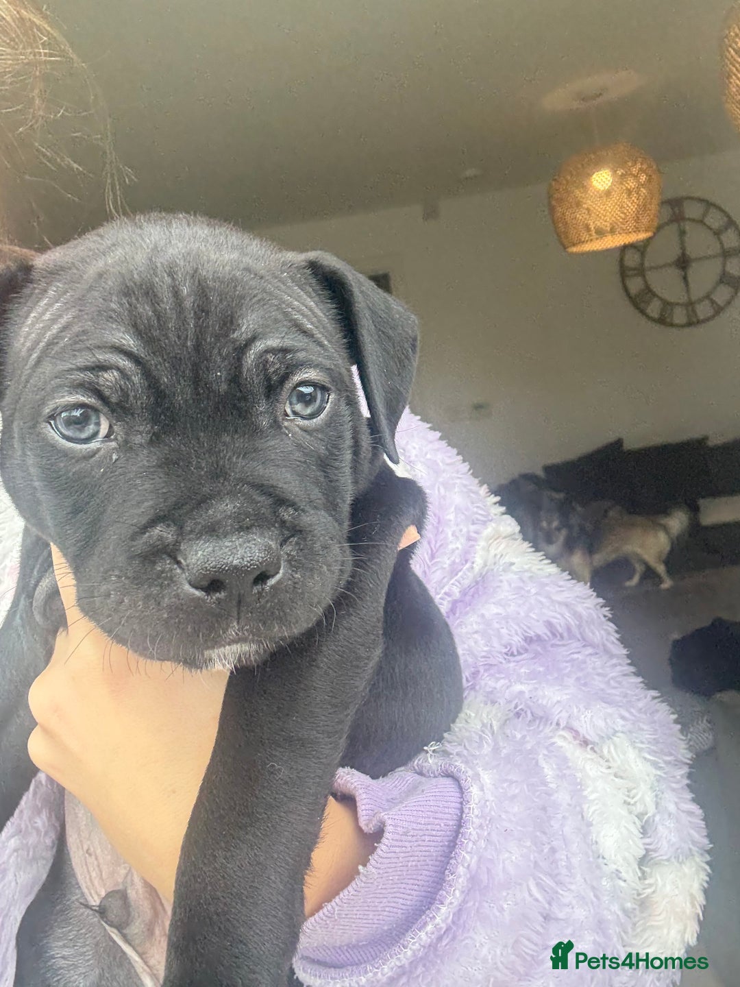 Staffordshire Bull Terrier dogs for sale: 🐾 Beautiful Staffordshire Puppies for Sale 🐾 - Image 9