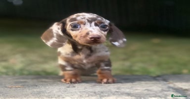 Miniature Dachshund dogs - Advert 8