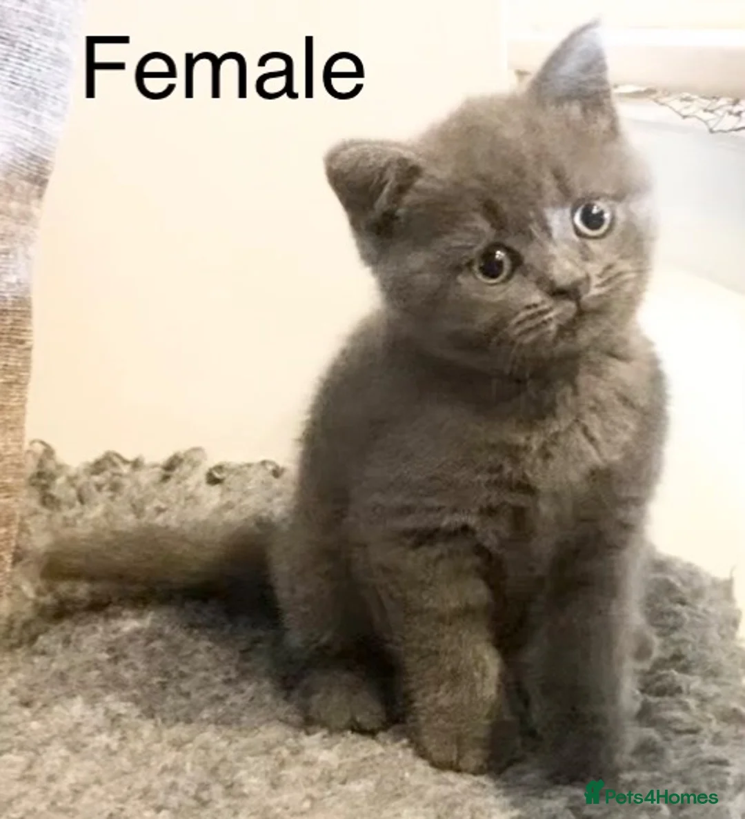 British Shorthair cats for sale: Navy male last of the litter **UNREGISTERED* - Advert 14